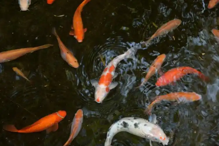 庭园里还有水,水中有鱼儿游来游去,个头都不小,外衣也漂亮.