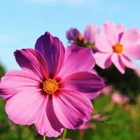 格桑花微信头像图片【点击鼠标右键下载】