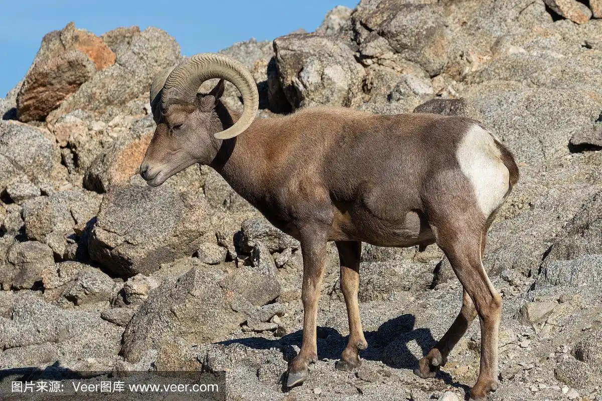 大角羊,公羊,沙漠,自然,野生动物