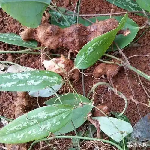 土茯苓苗