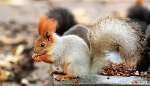 超萌小松鼠