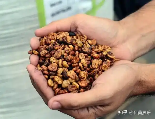 咖啡处理法果肉日晒法蜜处理