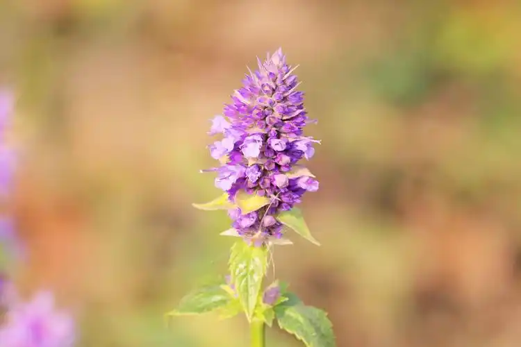 5m,花冠淡紫蓝色;别名合香,山茴香,藿香正气草,苍告,藿香草.