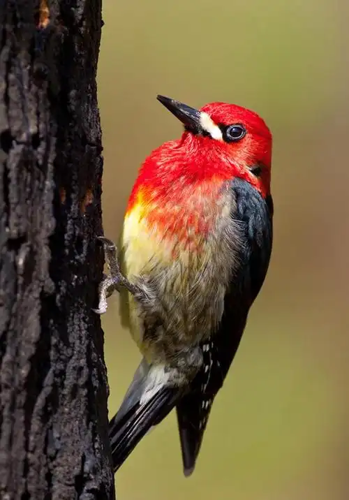 世界各国国鸟图集英国国鸟红胸鸲图片
