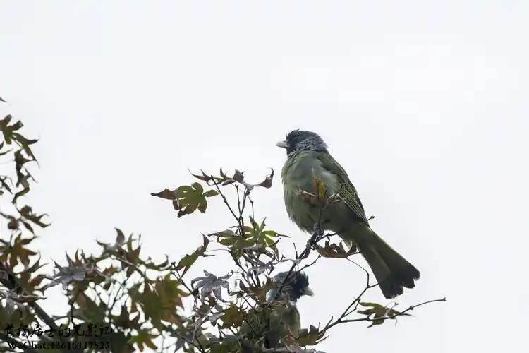 观鸟入门|常州城市常见鸟类40种 - 祁记网 | 专注于自然观察
