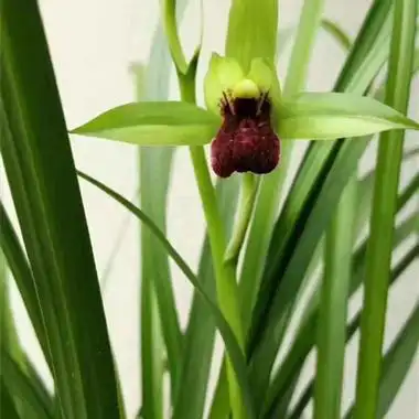 送春精品红素看懂的来 - 中国兰花交易网