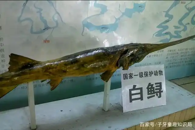 世上再无长江白鲟!活了1.5亿年的"水中大熊猫",它因何而灭绝?