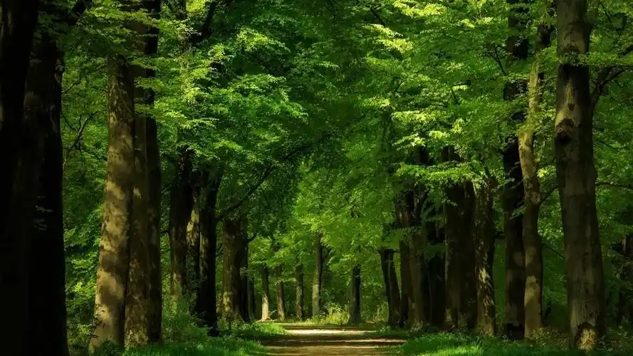 唯美绿色森林护眼风景高清桌面壁纸