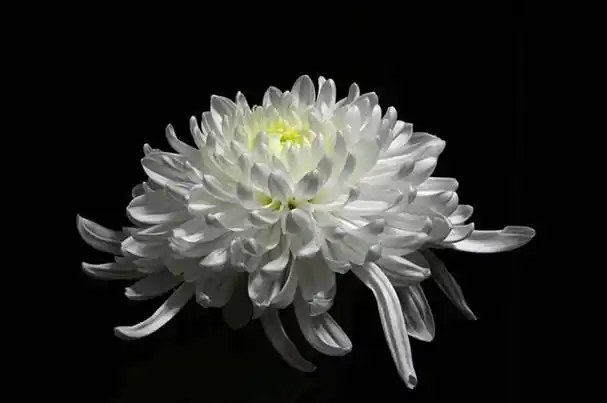 白菊花代表什么意思_生活问答_健康问答_跨境健康网