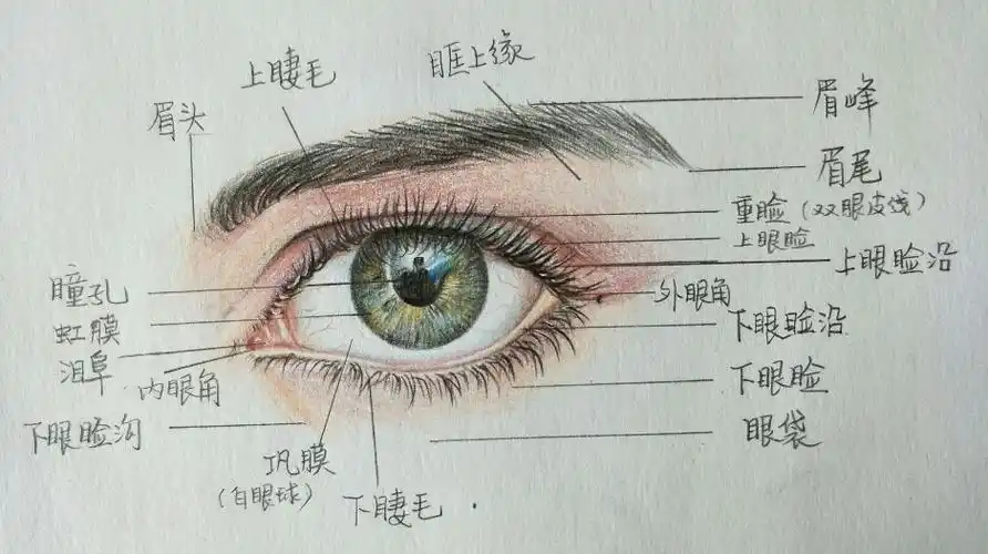 画人物如何抓住五官特征(三)眼睛 - 简书