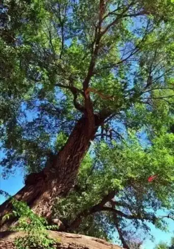 行道树有哪些树种(北方行道树常用树种)