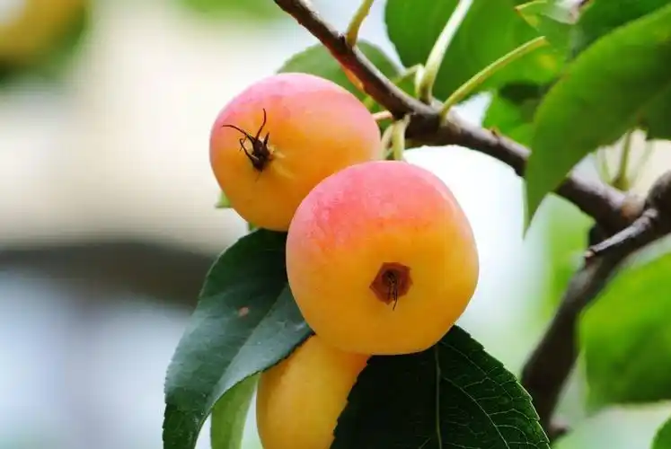 谁知道这是什么果子