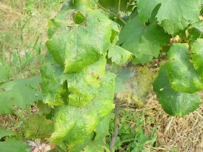 葡萄常见病虫害图谱