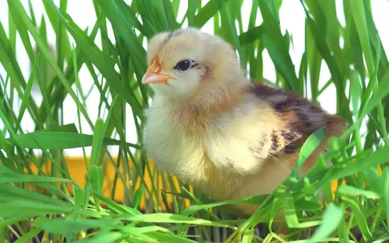 可爱超萌小鸡壁纸_破壳而出的小鸡仔