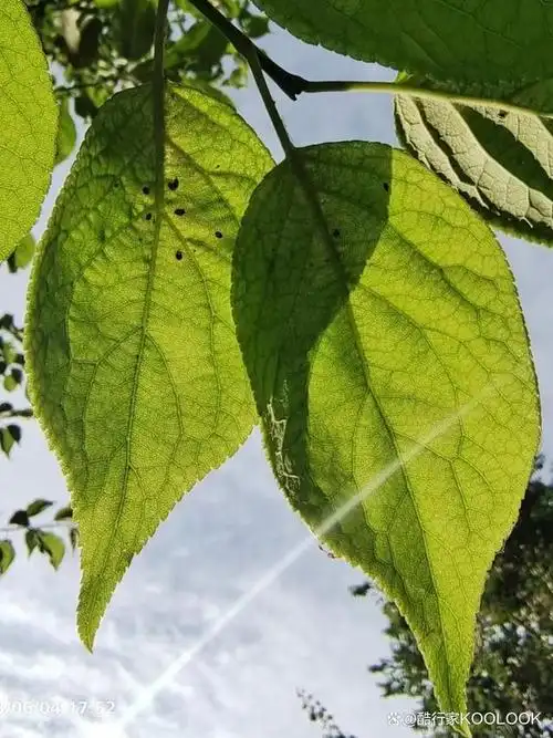 家里附近的花园有一大片榆叶梅,阳光穿透了树叶,叶子都变得透明起来