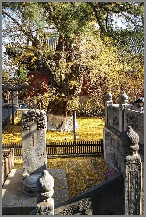 西山名剎"大觉寺"随拍