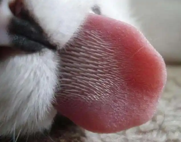 实拍猫咪舌头上都密集倒刺,原来这就是它们舔人会痛的原因!