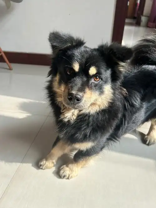 四眼铁包金  #我们都爱小土狗