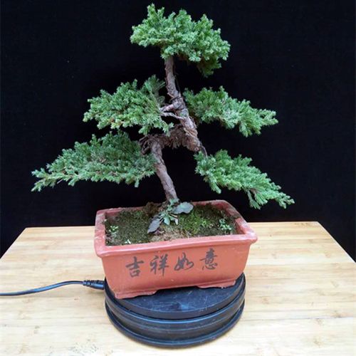 地柏盆景素材四季常青地柏铺地柏造型盆栽松柏爬地柏铺地植物耐寒