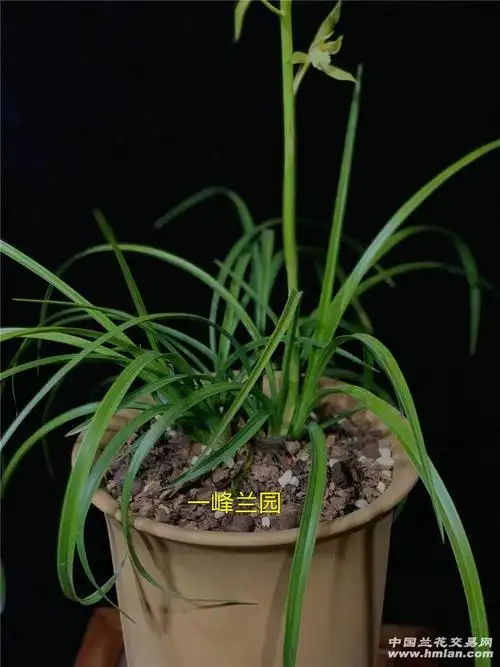 这样叶型的蕙兰好看吗?