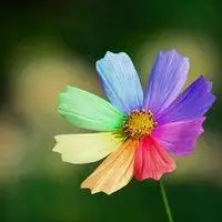 好运吉祥微信花头像点击鼠标右键下载