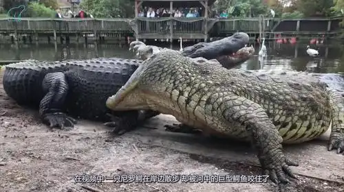 湾鳄与尼罗鳄谁厉害视频在线观看 - 西瓜视频