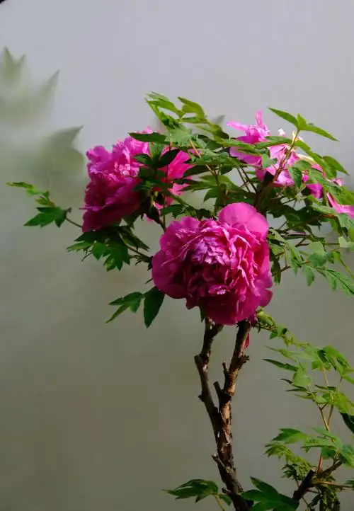 洛阳牡丹甲天下