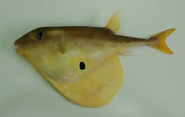 triodon macropterus)为鲀形目三齿鲀科三齿鲀属下的唯一的现存鱼类