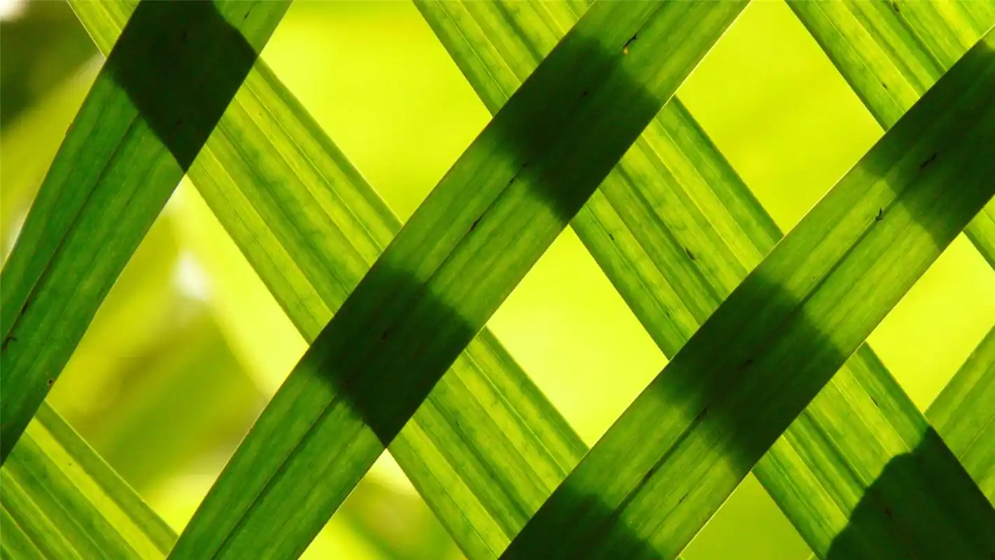 大自然里的清新绿色高清桌面壁纸