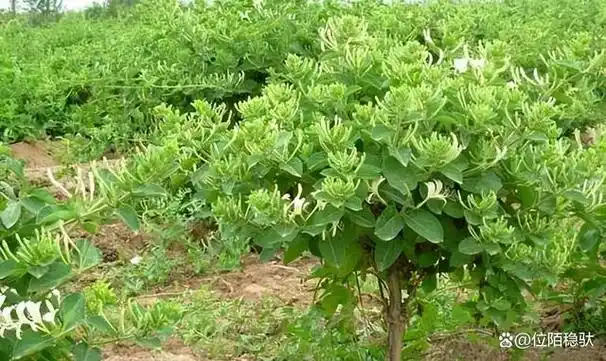 金银花博大精深的药用功效及其绿色高效丰产的栽培技术