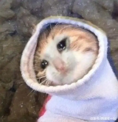 珍藏的流泪猫猫头表情包,快来取呀