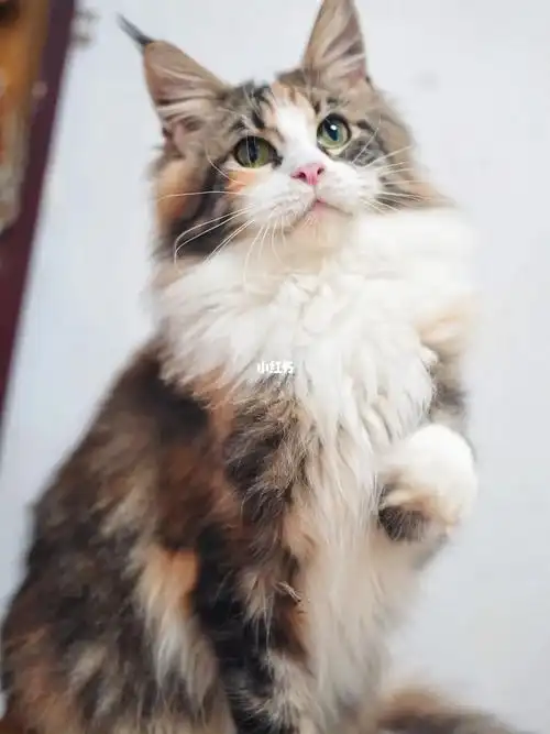 缅因猫三花妹妹