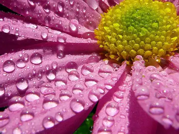 40张美丽的清晨露珠照片