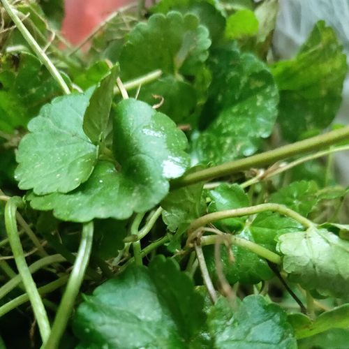 深山天然新鲜透骨消 金钱薄荷新货干品驳骨消接骨消 连钱草 生鲜品100