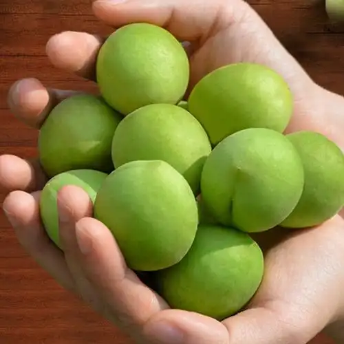 【诏安青梅】新鲜青梅果酸梅现摘当季水果脆爽生的泡酒酵素梅大果