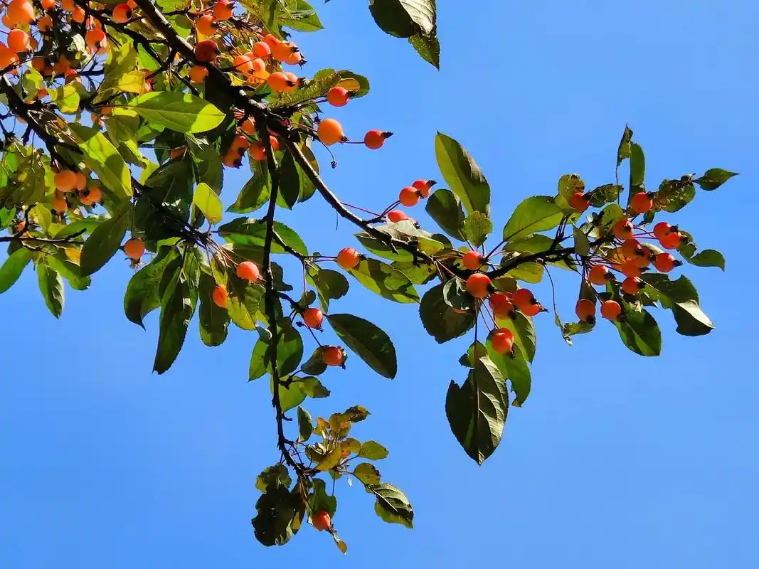 去欣赏秋天的颜色吧 #手机摄影 #一起享受大自然的美  - 抖音