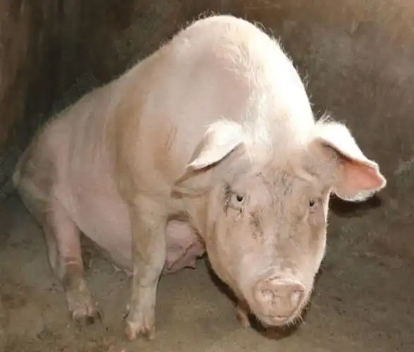 怎样让母猪发情母猪不发情是怎么回事咋治疗母猪不发情土办法