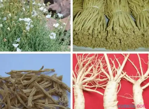 党参和沙参的区别