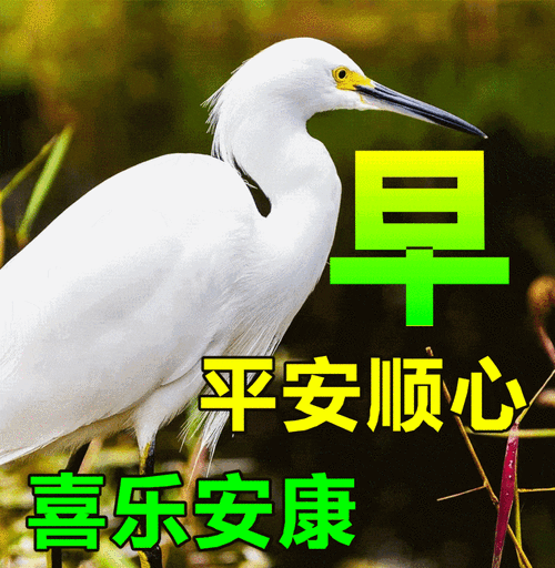 漂亮早上好动态表情图片大全,早晨好动图美图大全_祝福_问候_太阳