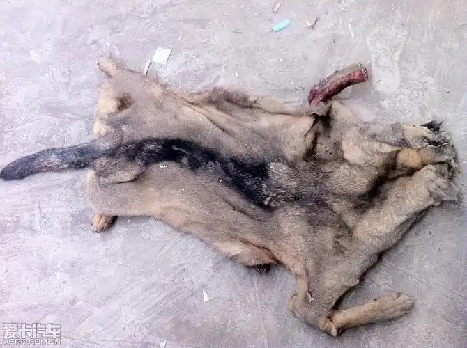 是人的残忍还是动物的可恶