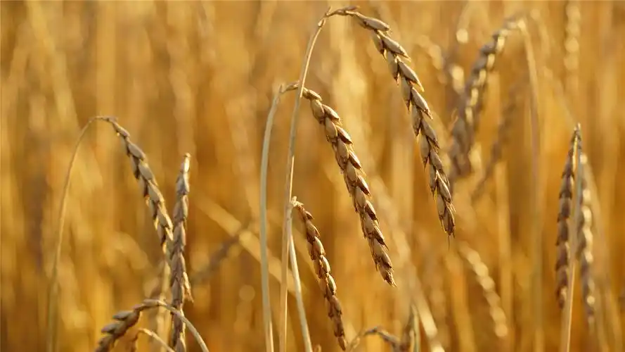 成熟麦子高清桌面壁纸