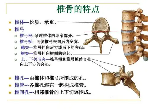 ppt 全国医药院校高职高专 《人体解剖学》系列实用课件 椎骨的特点