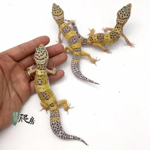 超值豹纹守宫近成体繁殖组来了开春就能繁殖另外还有这种拥有恶魔之瞳