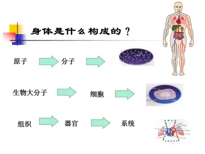 人体九大系统全解主讲ppt