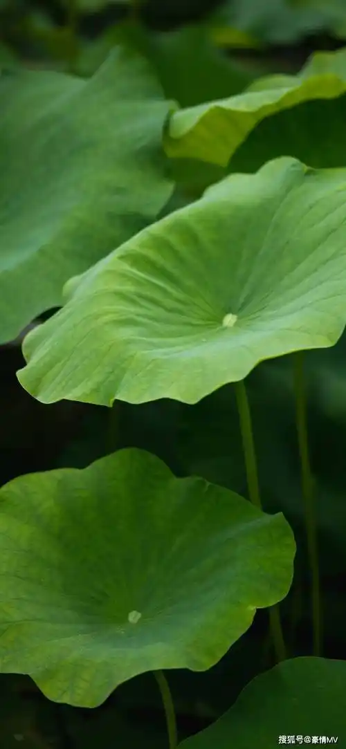 绿色叶子壁纸高清图片护眼绿色背景图片