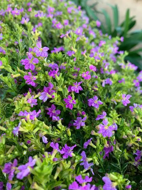 微形乔木花卉:六月雪