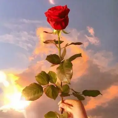 一朵玫瑰花图片头像高清漂亮唯美的单独一朵玫瑰花头像图片