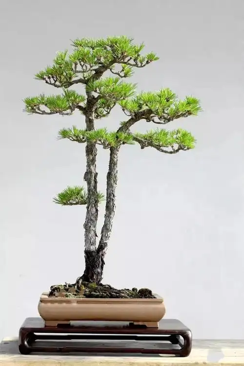 国家级盆景大师文人盆景作品赏析!高清大图 - 知乎