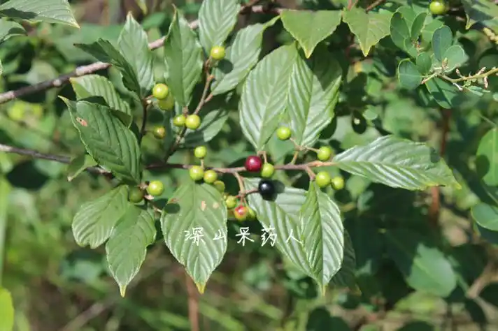 长叶鼠李  称星树  大梨罗  睇牛仔  钝齿鼠李  黄药  苦李根  苦李