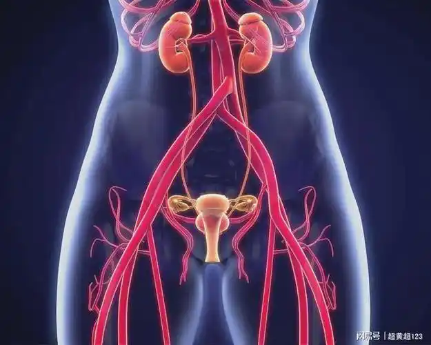 排尿|盆腔|子宫内膜_网易订阅